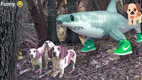 Dogs Find Shark in Sneakers in Woods