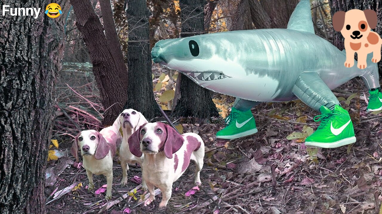 Dogs Find Shark in Sneakers in Woods