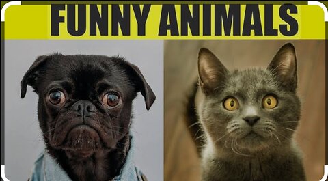 Funny Animals l Hilarious Animals moments capture l funny Animals l Try not to laugh