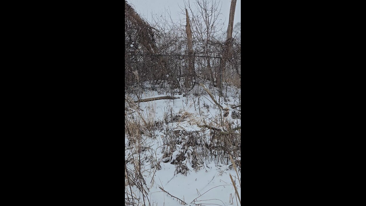 Exploring an Old Fence