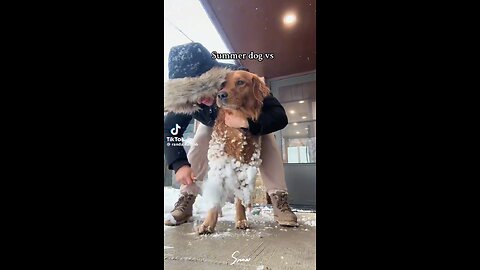 Summer Dogs vs. Winter Dogs