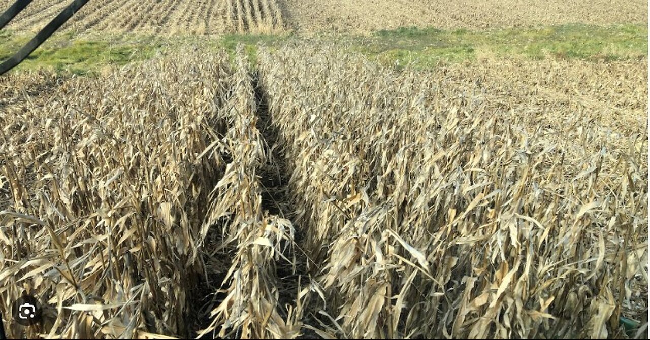 More Pain for Farmers as Shutdown Halts USDA Payments