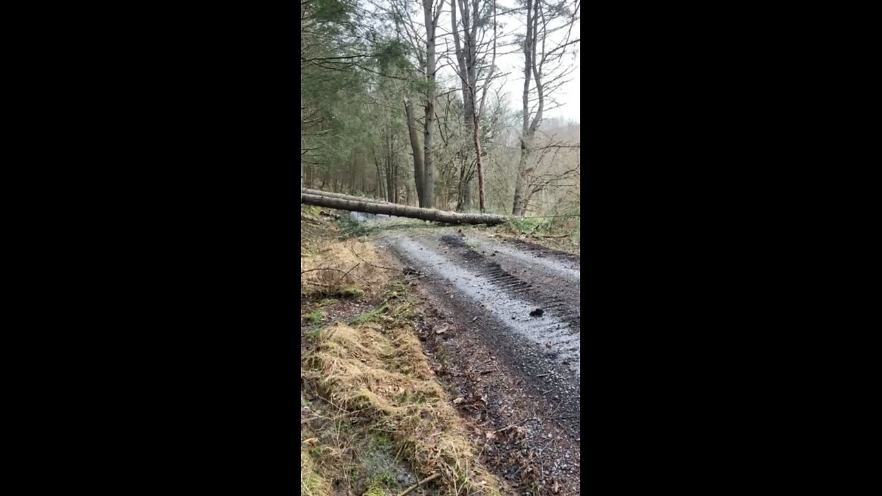 Skidding logs on Beaverdam Run Rd