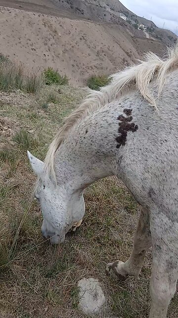 Wild horse over the Savadkooh Mountains of Iran...