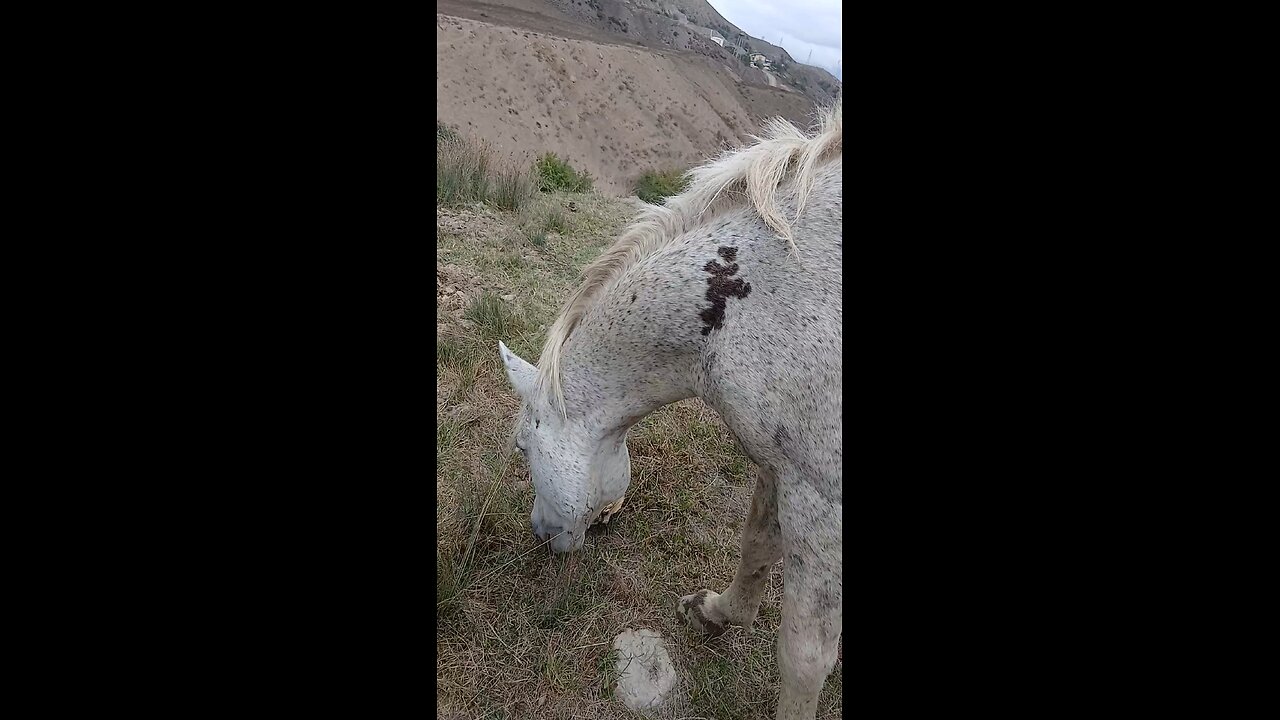 Wild horse over the Savadkooh Mountains of Iran...