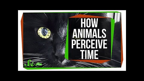 For Some Animals, The World Moves in Slow-Motion