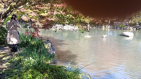 京都の東寺の瓢箪池にいる鴨たちの映像