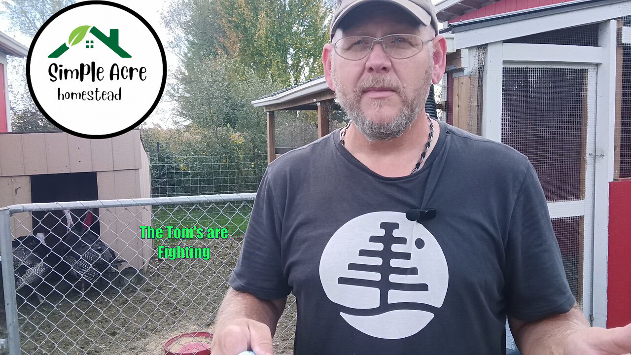 What to do about the fighting Turkey's / I finally have the electricity installed in the new Build.