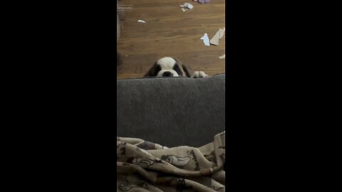Tres deliquentis #dog #puppy #mexico #love #madness