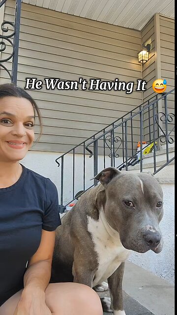 what a lovely dog it’s so happy