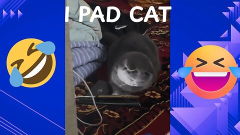 🐱 iPad Cat 🎮 | Hilarious & Smart Cat Playing Games on iPad! 😂