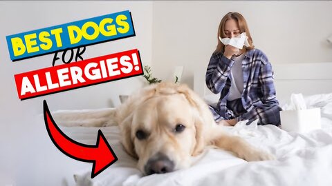 Best Hypoallergenic Dog Breeds for People with Severe Allergies