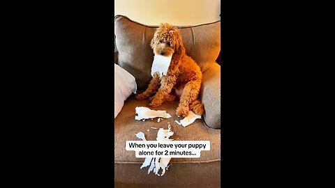 Toilet Paper Everywhere! Life with a Mischievous Puppy 🐾