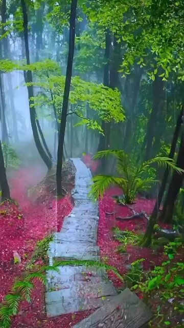 🌧️I LOVE RAIN / HAIL SOUNDS 🌧️