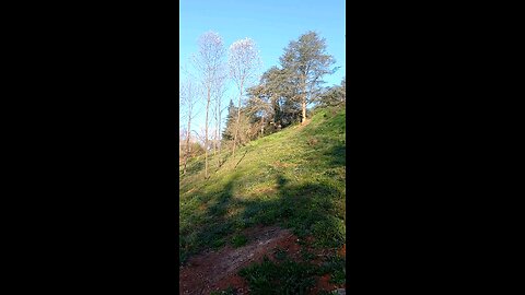 Italian woods p. 2