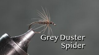 Grey Duster Spider