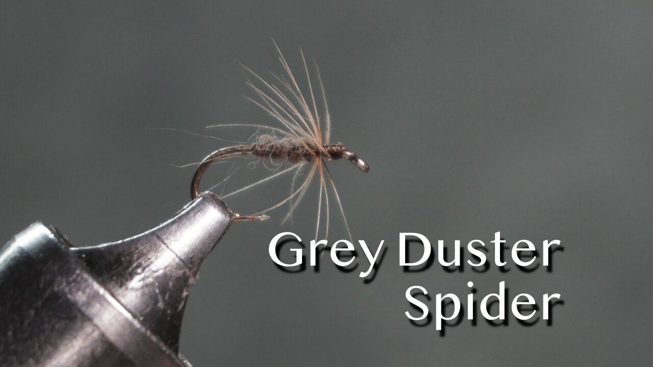 Grey Duster Spider