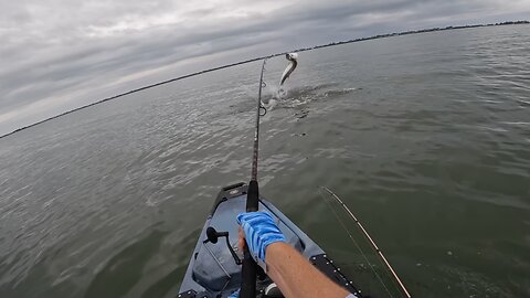 Hooking a BIG Tarpon while fishing from a kayak!!!