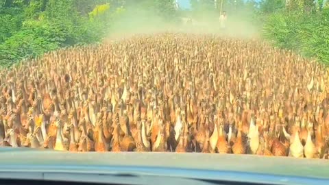 The duck duck army is rushing! 🦆🦆🦆 They can't be stopped 😆