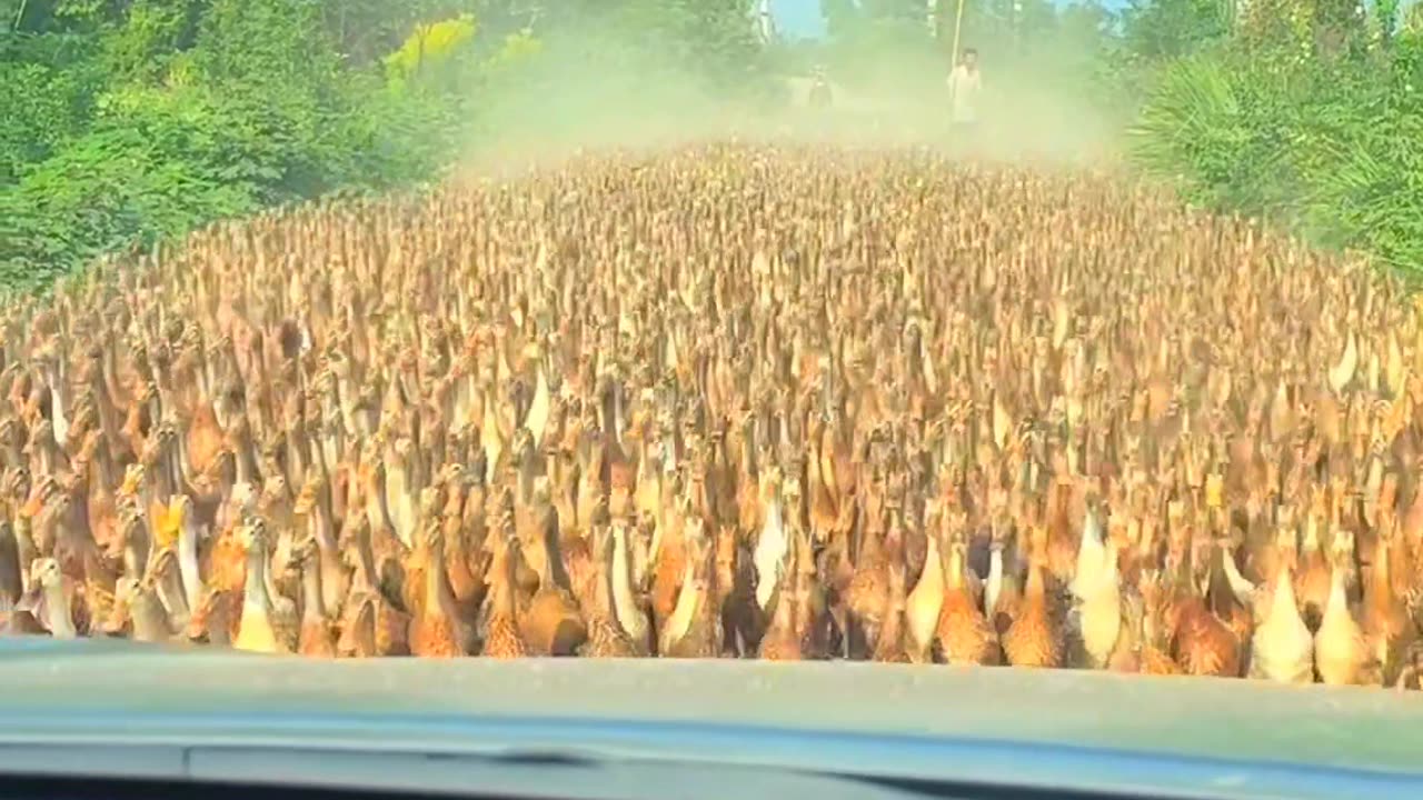 The duck duck army is rushing! 🦆🦆🦆 They can't be stopped 😆