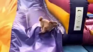 Loves Slides
