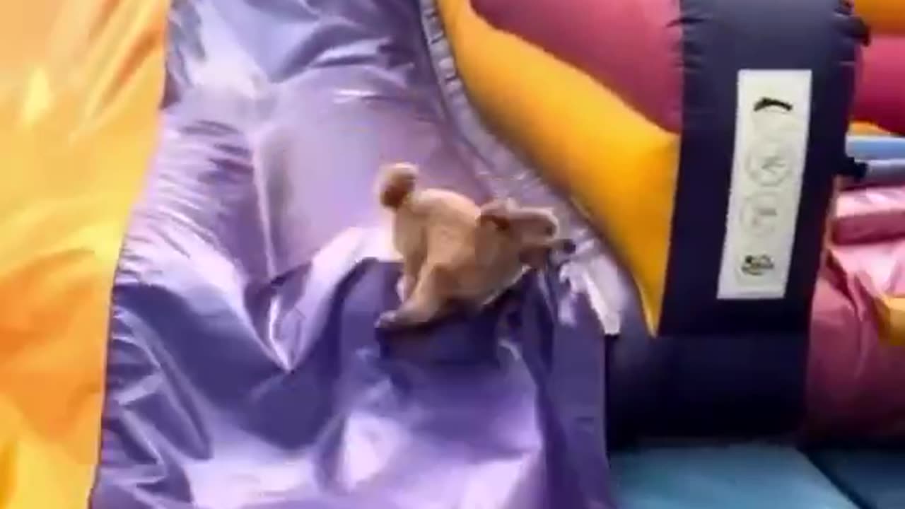 Loves Slides