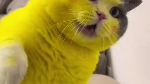 Dog's Comedy Videos 🤣 so cute videos and puppies comedy scenes 😂 so cute 🥰🥰🥰🥰