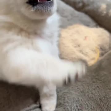 Funny Daily Life of a Puppy