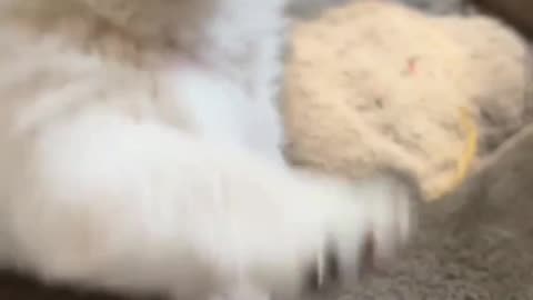 Funny Daily Life of a Puppy