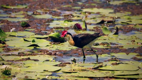 Jacana Bird