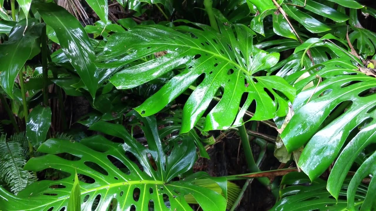 RAIN RELAXATION - Chill Green Leaf Tropical Nature 10 Hours - For #sleep #meditation #rain