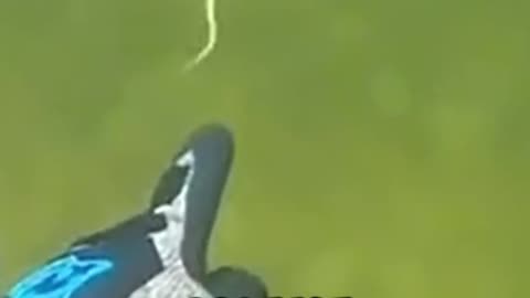 The Diving Mistake Nobody Talks About