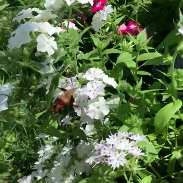 Ever seen a Hummingbird Hawkmoth