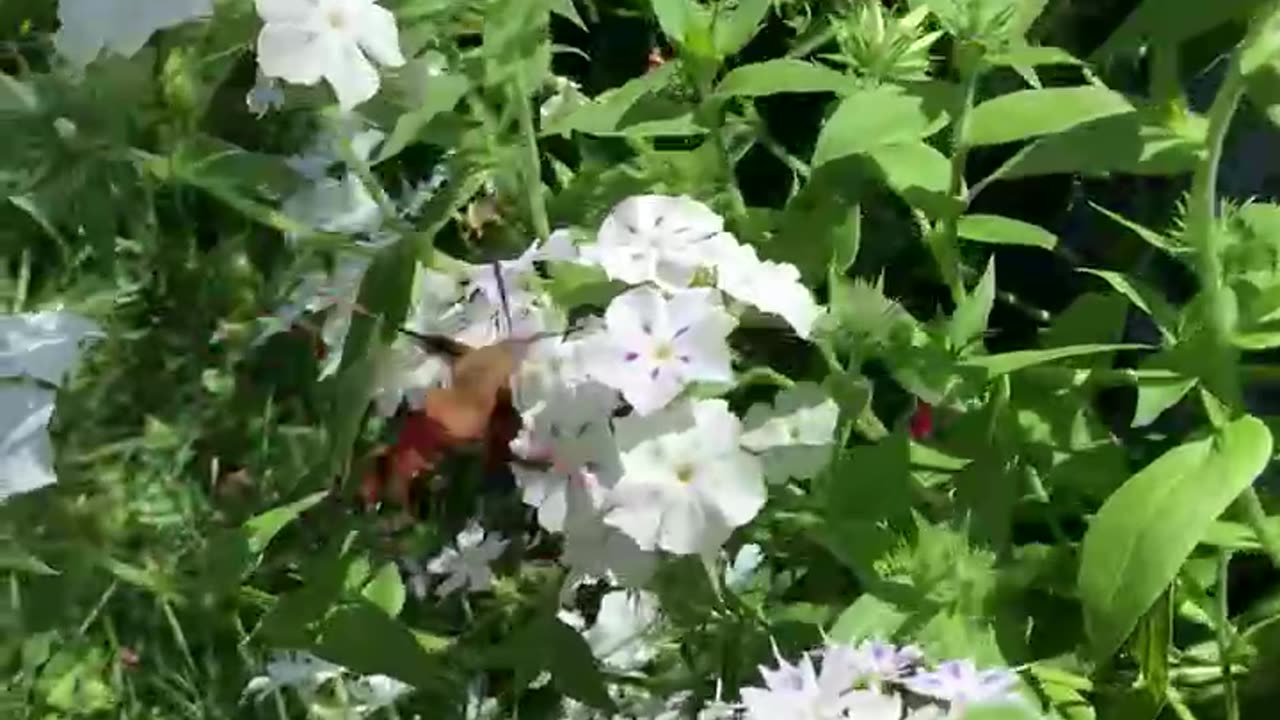 Ever seen a Hummingbird Hawkmoth