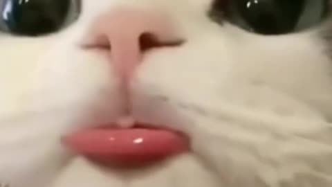 Cute Cats Doing Funny Things 😂 | Too Cute to Handle!