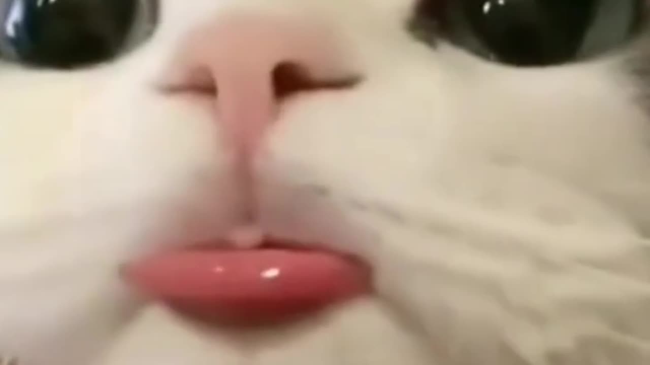 Cute Cats Doing Funny Things 😂 | Too Cute to Handle!