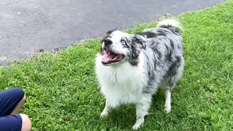 Border Collie Bubble Pop