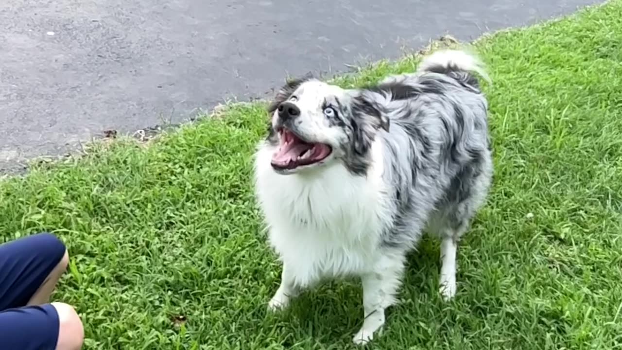 Border Collie Bubble Pop