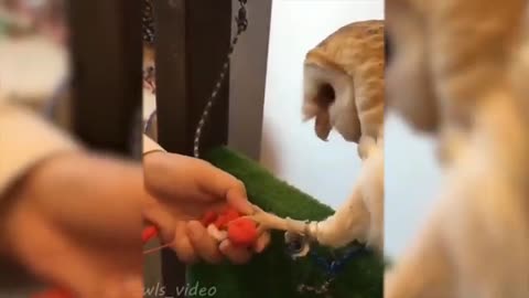 Funny animal videos