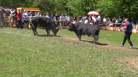 Ringo od Tarik Mahmutović korida Bištrani 2024