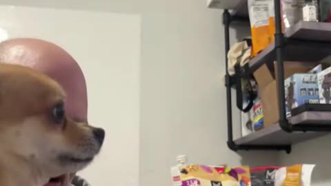 Dog's Deep Bark Terrifies - Hilarious Reactions You Won't Believe!