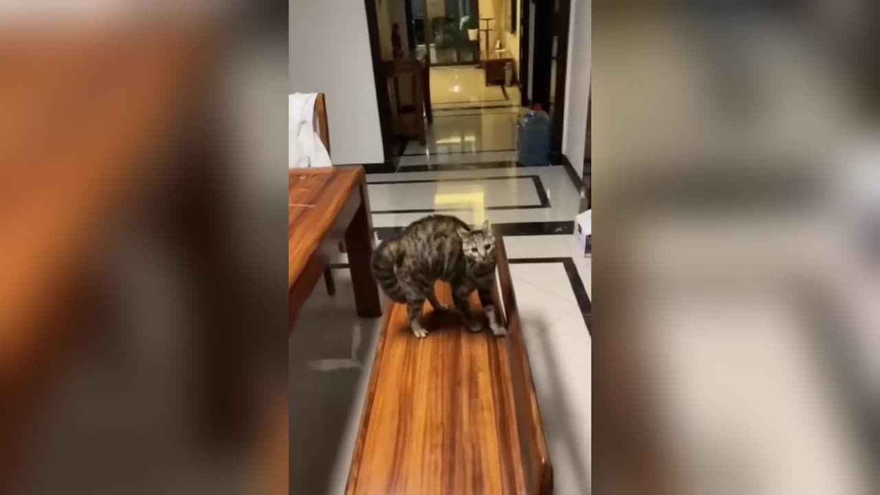 Funniest Dogs and Cats 2025😼🐶｜｜ Try Not To Laugh😜