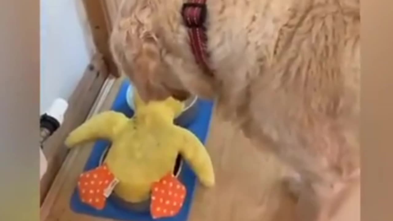 Funny Cats video cats& kitten🐈
