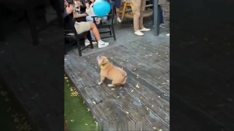 A selection of funny moments with animal #20