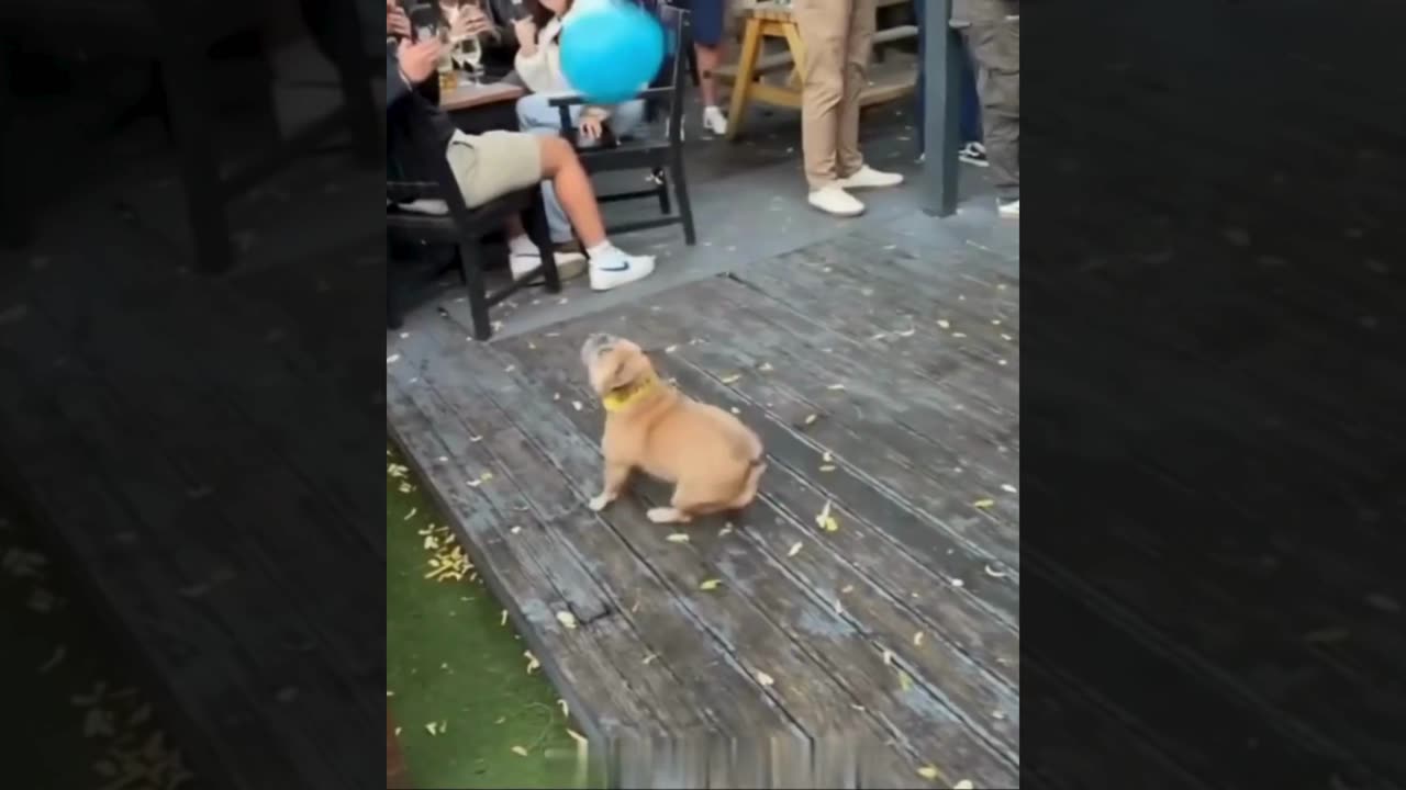 A selection of funny moments with animal #20