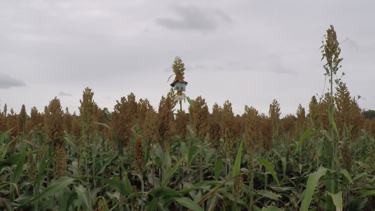 Forgotten scarecrow fumo