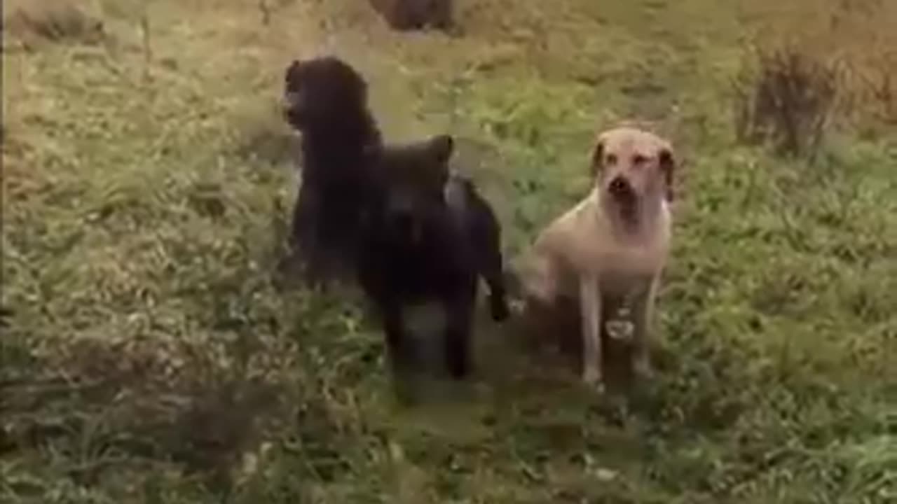 Where one goes we all go!!