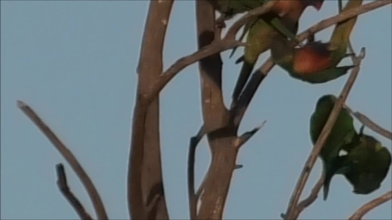 Fighting Lorikeets 26