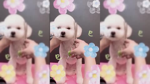 Adorable Puppy Gets a Makeover!