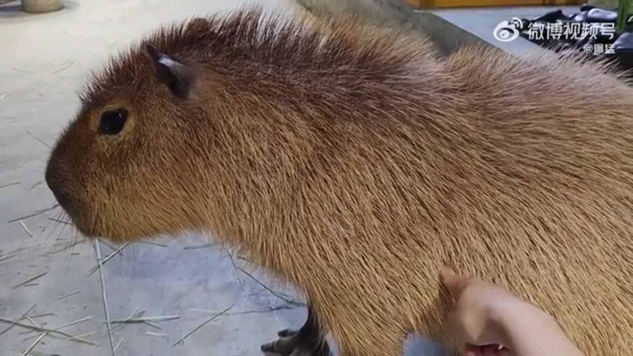 卡皮巴拉是怎么炸毛的
